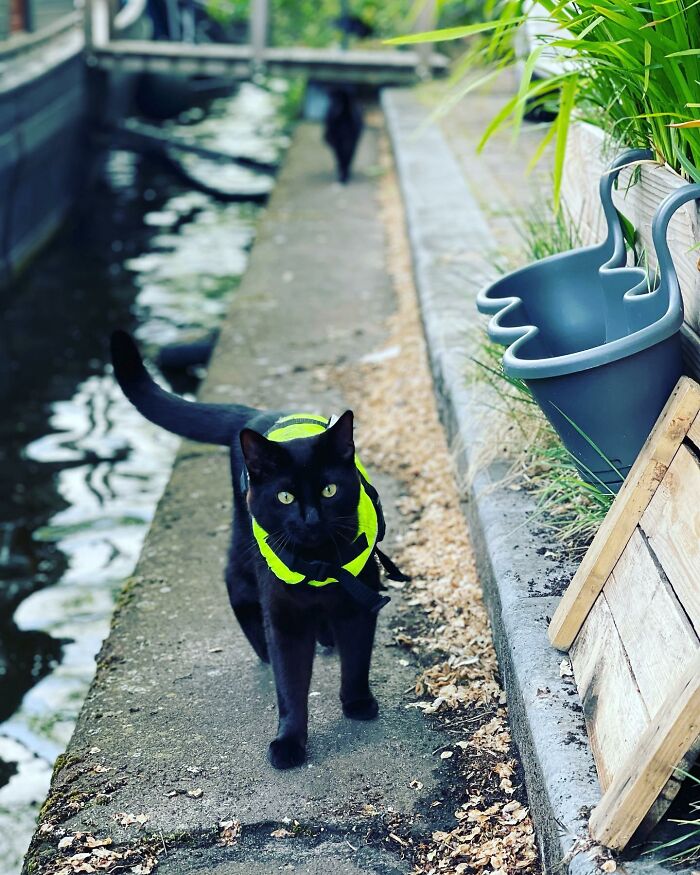 Black cat wearing a bright yellow reflective vest walking along a canal path in Amsterdam as a police officer.