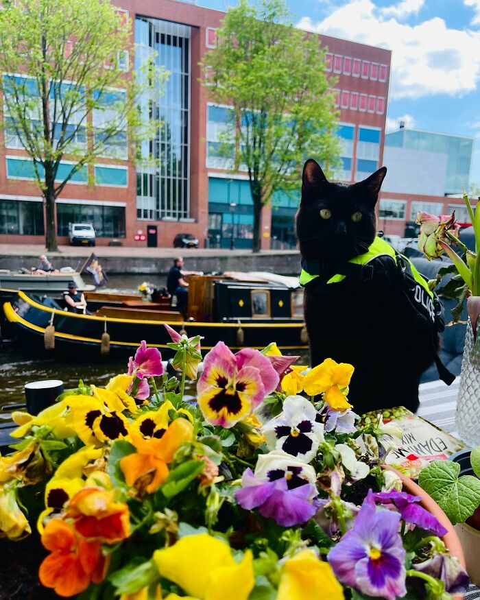 Black cat wearing a police vest sitting by colorful flowers with canal boats and buildings in Amsterdam background.