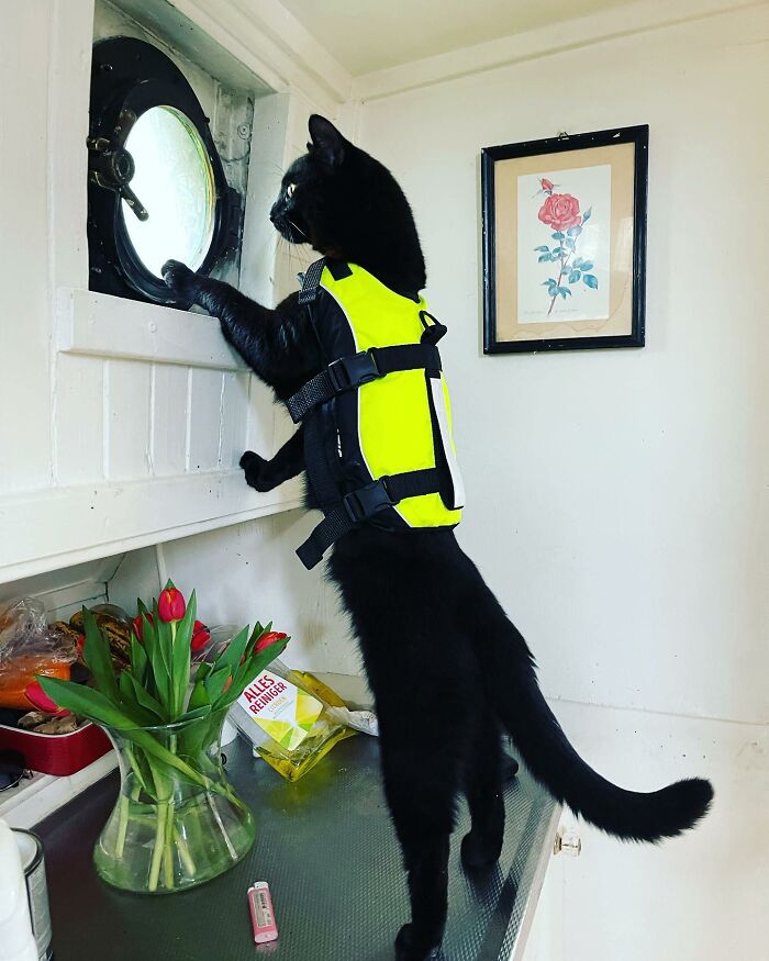 Black cat wearing a police vest standing on a kitchen counter looking out a small round window in Amsterdam.