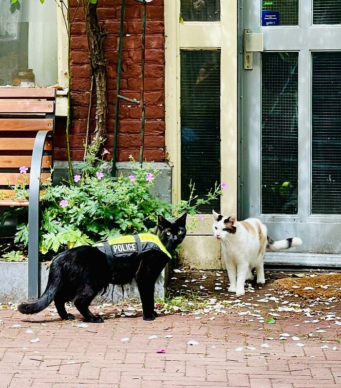 Black cat wearing a police vest standing near a white cat outside a building, Amsterdam cute police officer cat Nimis.