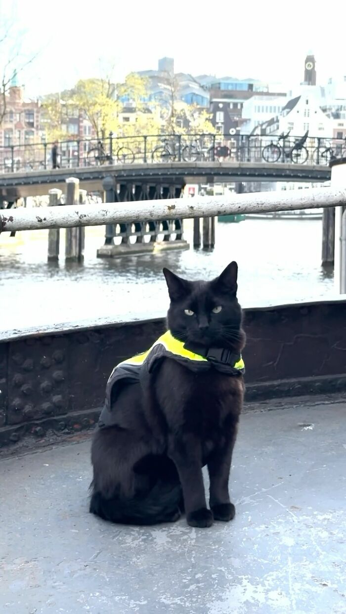Black cat named Nimis wearing a police vest, sitting near a canal with bicycles and buildings in the background in Amsterdam.