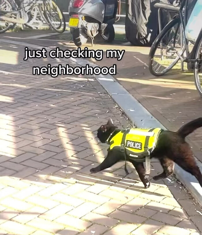 Amsterdam police officer cat Nimis wearing yellow vest walking outdoors near bicycles on a sunny day.