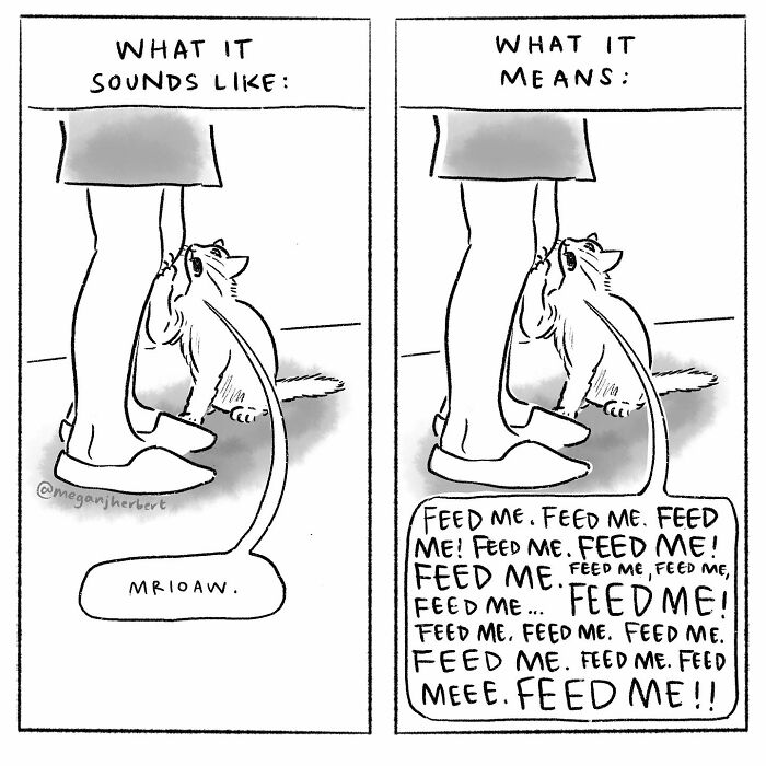 Cartoonist's funny comic showing a cat's simple meow and its exaggerated meaning asking to be fed.