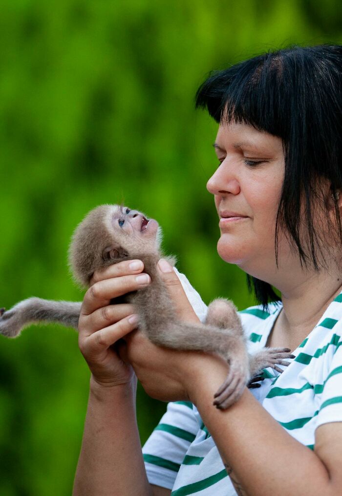 Meet Baby Gibbon Miki, Who Was Injured And Abandoned By His Mother