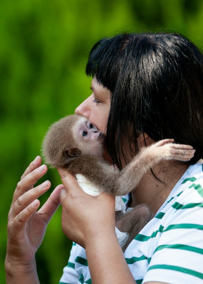 Meet Baby Gibbon Miki, Who Was Injured And Abandoned By His Mother