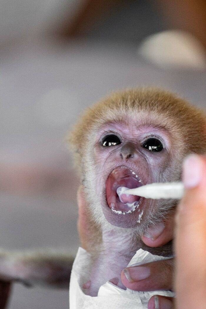 Meet Baby Gibbon Miki, Who Was Injured And Abandoned By His Mother