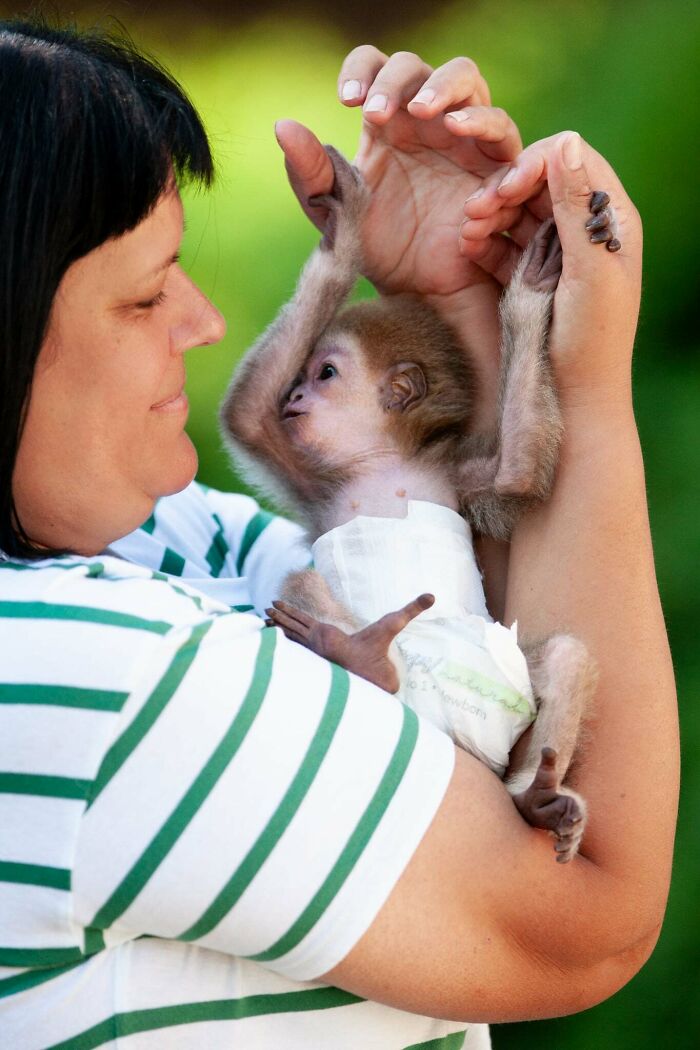 Meet Baby Gibbon Miki, Who Was Injured And Abandoned By His Mother