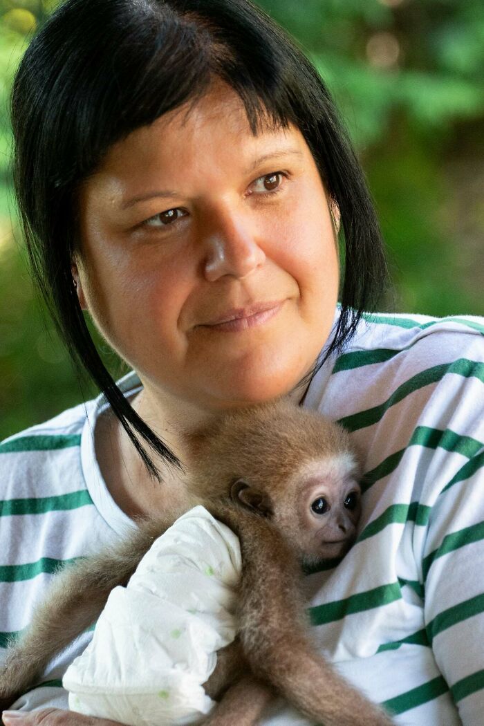 Meet Baby Gibbon Miki, Who Was Injured And Abandoned By His Mother