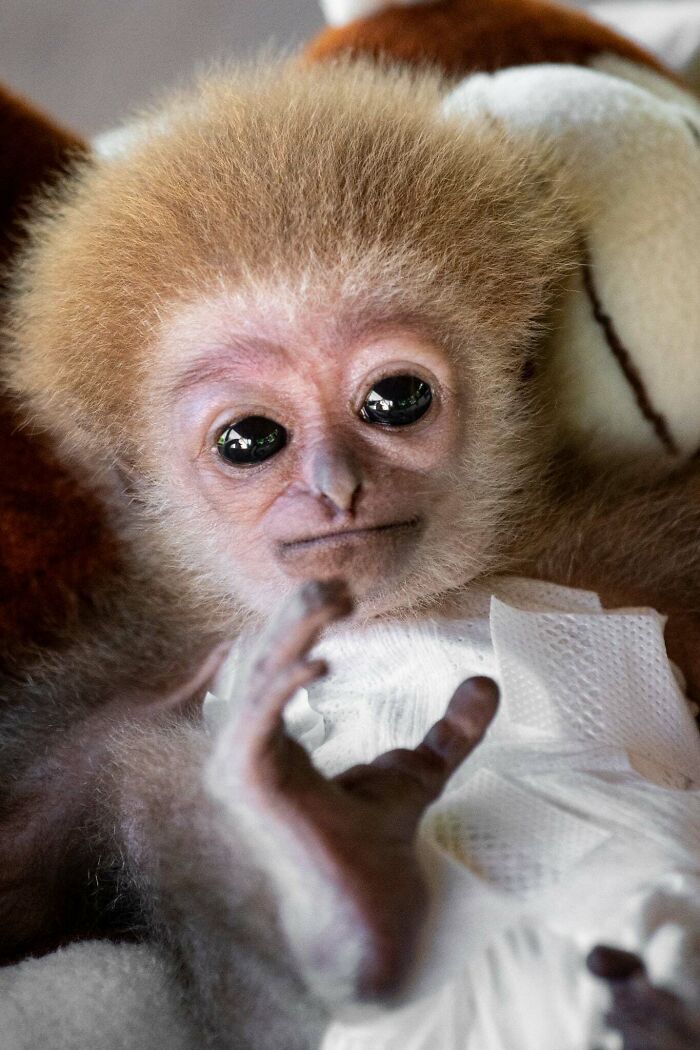 Meet Baby Gibbon Miki, Who Was Injured And Abandoned By His Mother