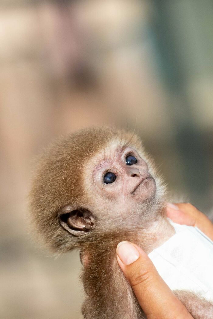 Meet Baby Gibbon Miki, Who Was Injured And Abandoned By His Mother