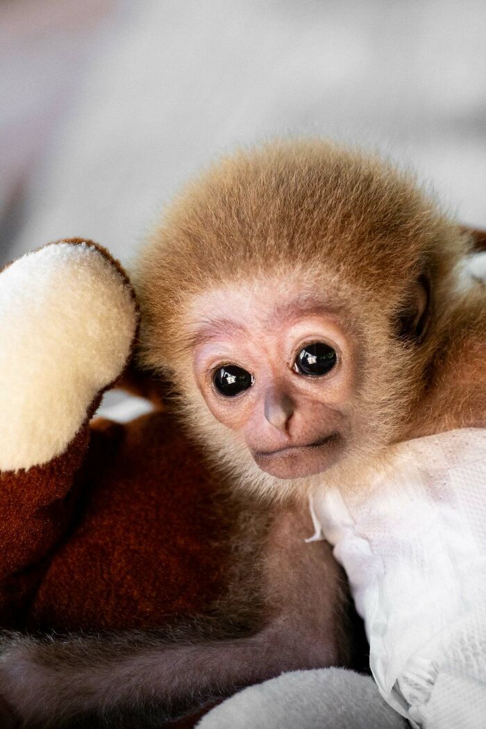Meet Baby Gibbon Miki, Who Was Injured And Abandoned By His Mother