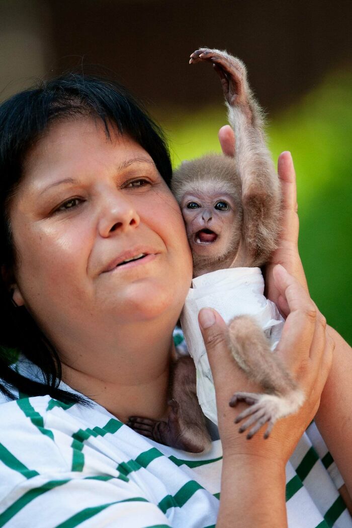 Meet Baby Gibbon Miki, Who Was Injured And Abandoned By His Mother