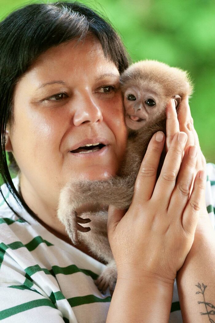 Meet Baby Gibbon Miki, Who Was Injured And Abandoned By His Mother