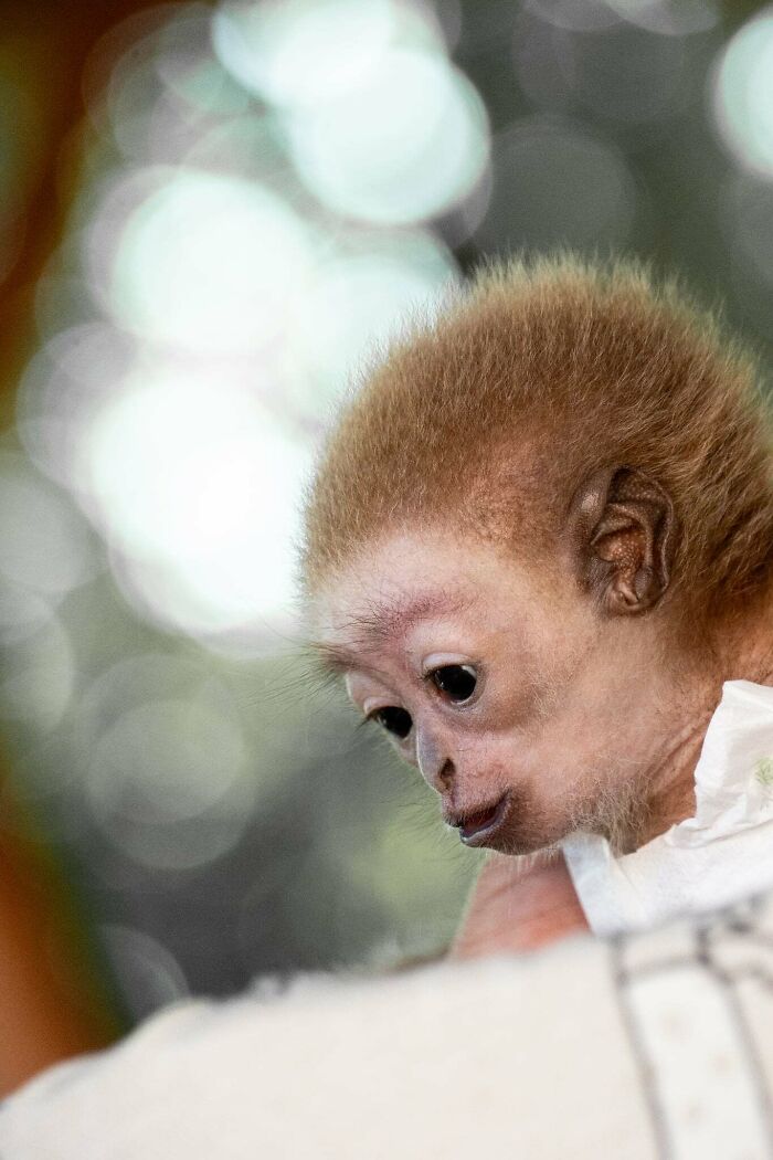 Meet Baby Gibbon Miki, Who Was Injured And Abandoned By His Mother
