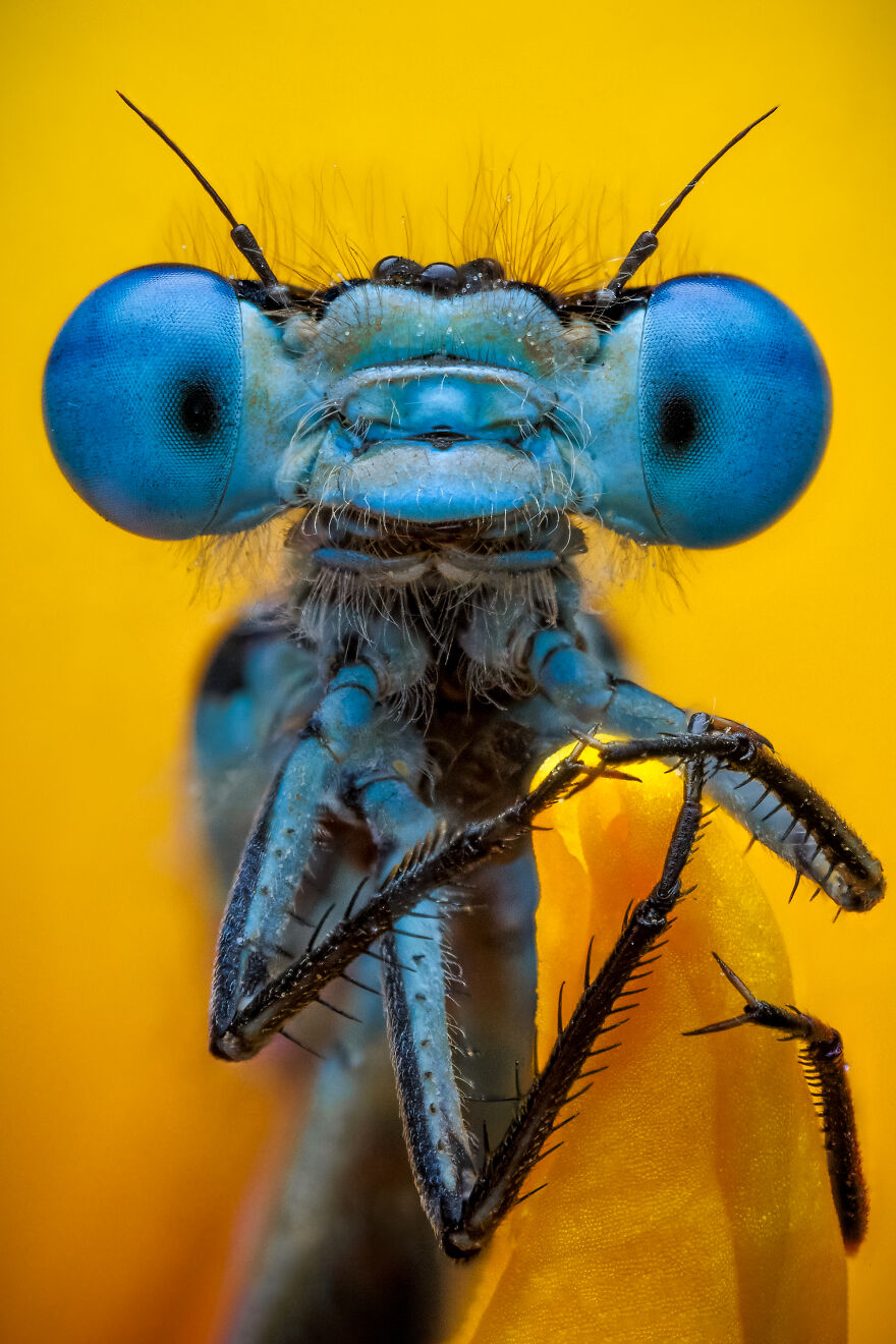 What If Bugs Had Personality? Rory J Lewis Thinks They Do&mdash;and Has The Photos To Prove It!