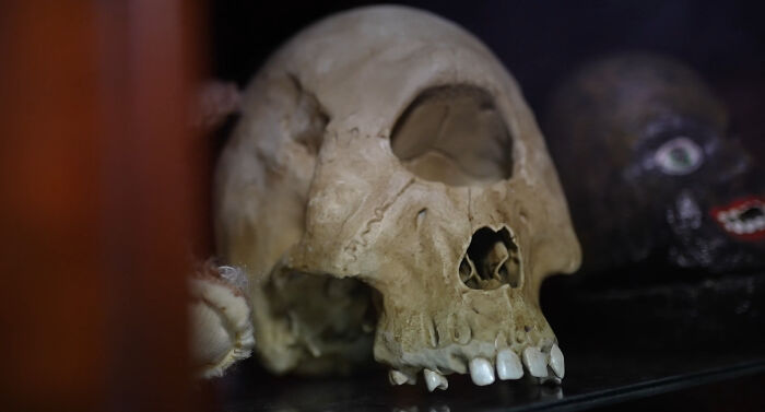 From Viral Tweets To Dusty Cabinets: How I Turned My Collection Of Oddities Into A Real Museum In Dublin