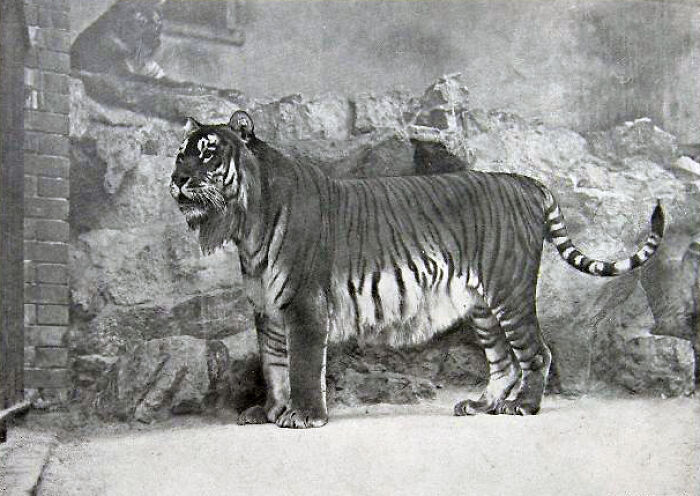 A black and white image of an extinct tiger species standing in a stone enclosure, highlighting animals that sadly went extinct.
