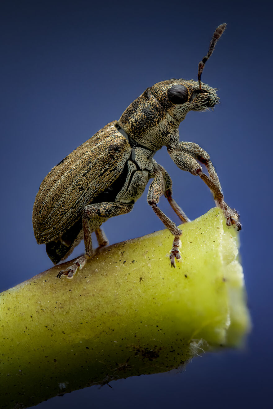 What If Bugs Had Personality? Rory J Lewis Thinks They Do&mdash;and Has The Photos To Prove It!