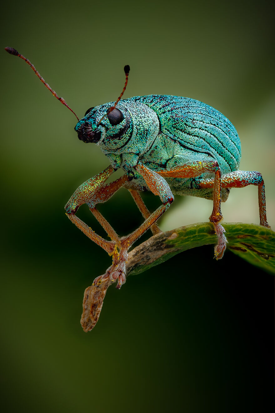 What If Bugs Had Personality? Rory J Lewis Thinks They Do&mdash;and Has The Photos To Prove It!