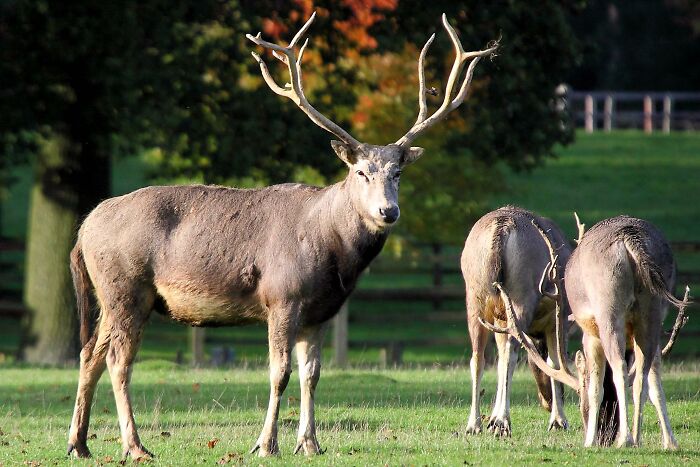 Group of deer grazing in a grassy field illustrating animals that sadly went extinct and the reasons behind it