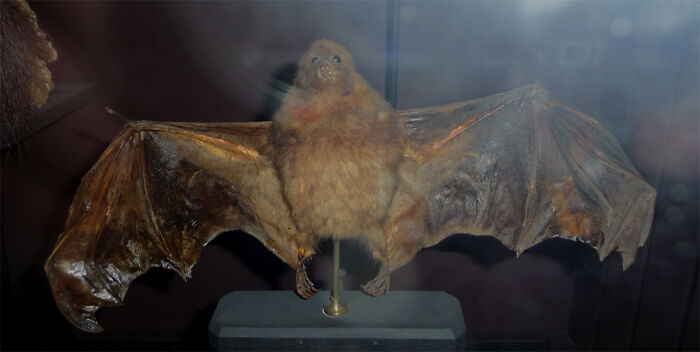 Extinct animal specimen of a large bat displayed in a museum showcasing 32 animals that sadly went extinct and why.