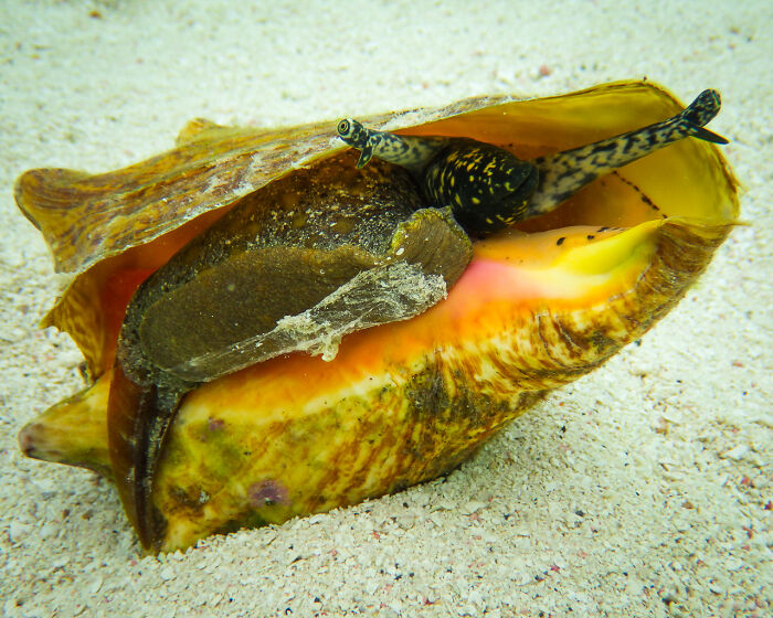 Close-up of a large sea snail shell on the sand, one of the surprising foods banned in the USA.
