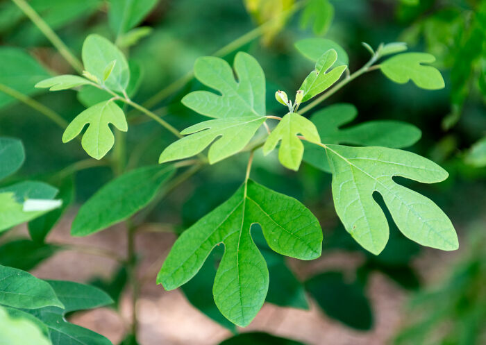 Close-up of green leaves on a plant representing surprising foods that are banned in the USA for safety reasons.
