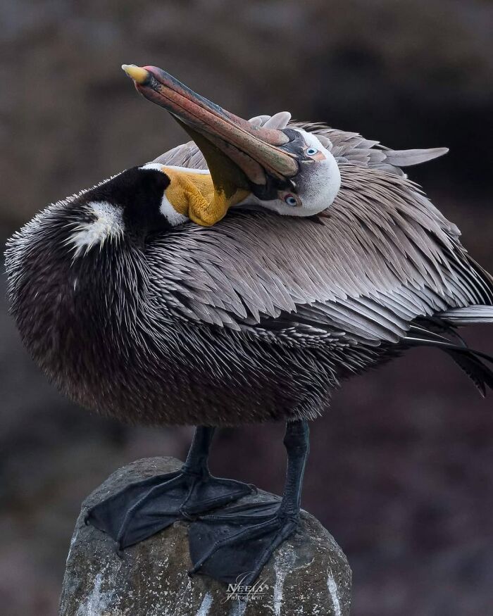 Close-up of a pelican preening feathers on a rock, showcasing unforgettable moments featuring wildlife in natural habitat.