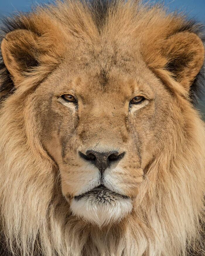 Close-up of a male lion with a majestic mane, showcasing unforgettable moments featuring wildlife in natural habitat.