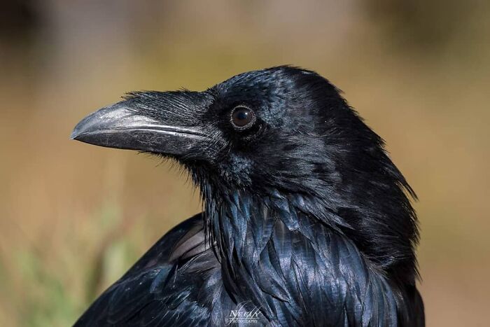Close-up of a black raven with glossy feathers captured in sharp detail, highlighting unforgettable wildlife moments in nature.