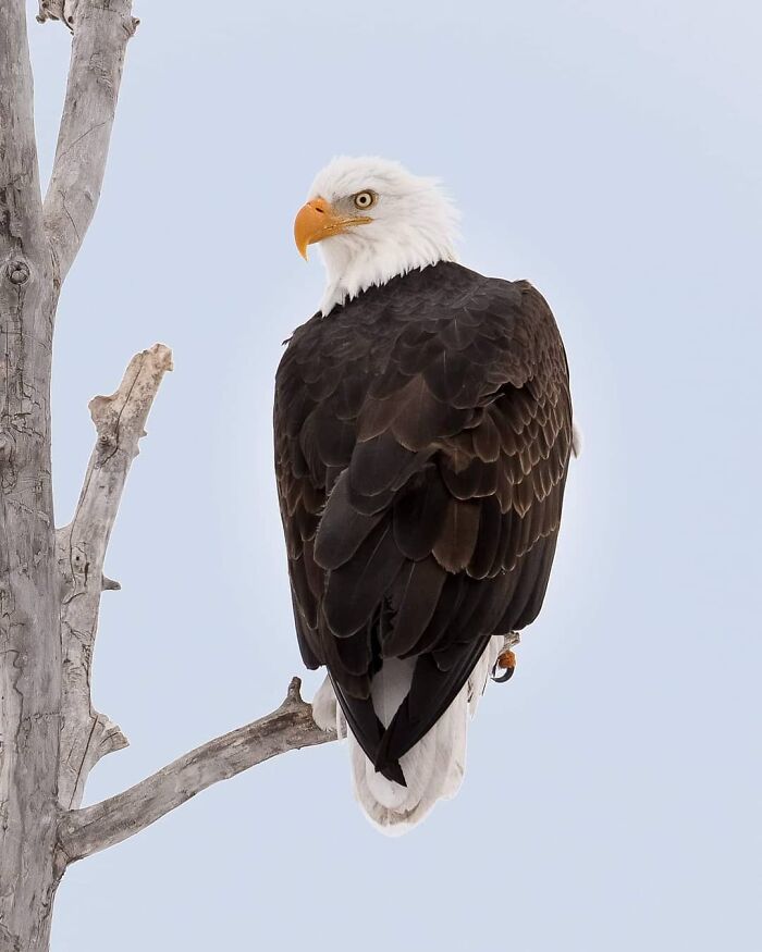 Bald eagle perched on a bare tree branch showcasing unforgettable wildlife moments captured by a photographer.
