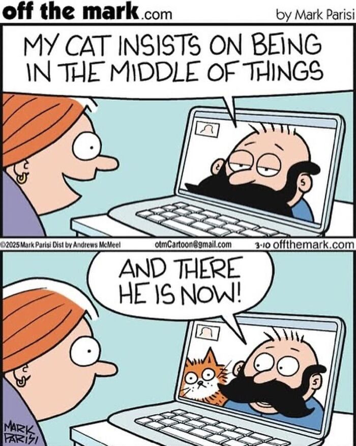 Comic strip from Off The Mark by Mark Parisi showing a man on a video call with cat humor about being in the middle of things.