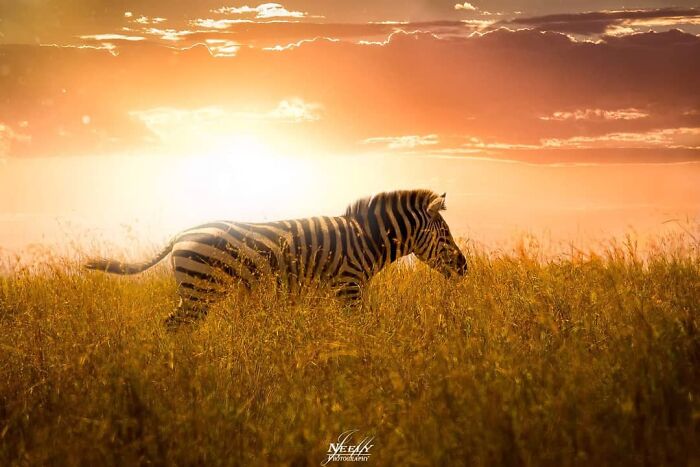 Zebra walking through tall grass during sunset, showcasing unforgettable wildlife moments captured by a photographer.