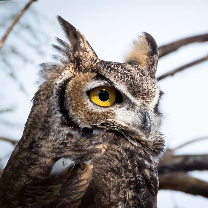 Close-up of a wild owl with bright yellow eyes showcasing unforgettable wildlife moments in natural habitat.