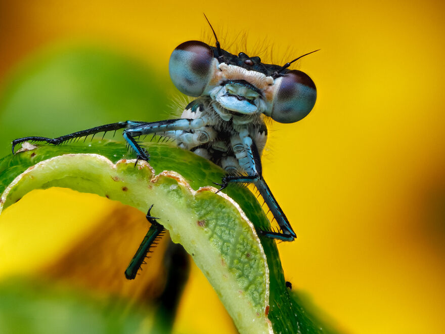 What If Bugs Had Personality? Rory J Lewis Thinks They Do&mdash;and Has The Photos To Prove It!