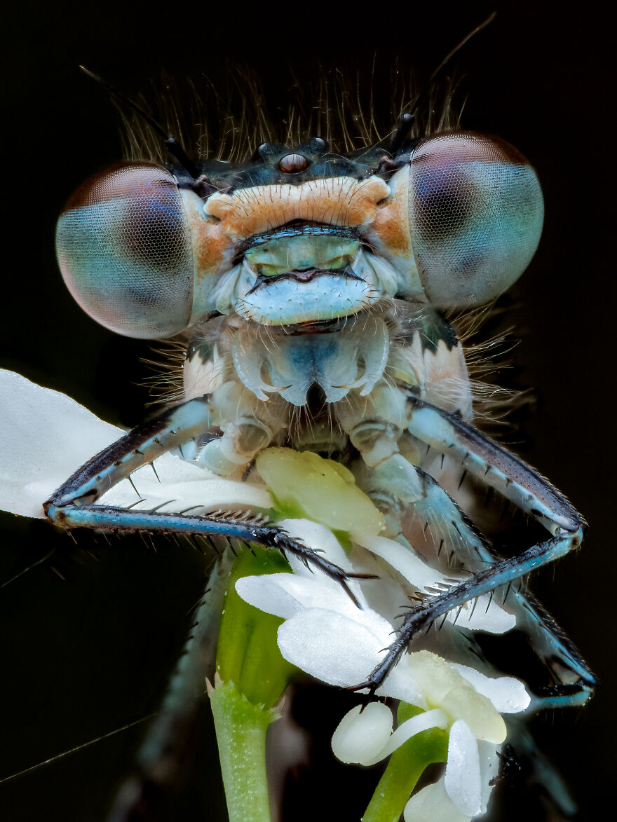 What If Bugs Had Personality? Rory J Lewis Thinks They Do&mdash;and Has The Photos To Prove It!