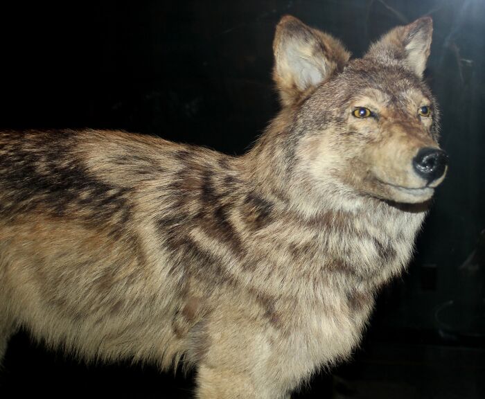 Extinct animal resembling a wolf with brown and gray fur, illustrating species that sadly went extinct and why.
