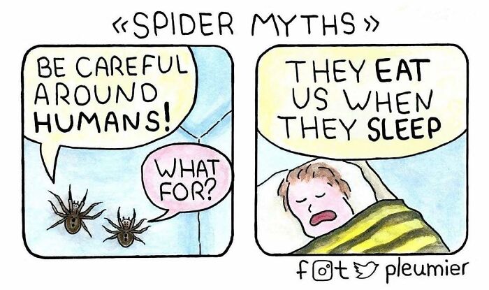 Comic strip titled spider myths showing two spiders talking about humans and a person sleeping, with a sharp twist in humor.