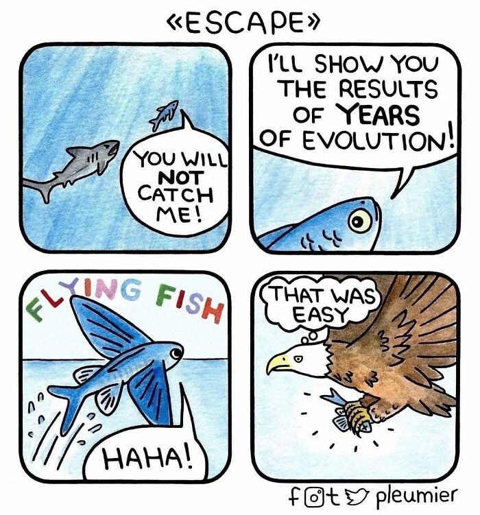 Comic strip by biologist-turned-artist shows a flying fish escaping shark but caught by eagle, with a sharp evolutionary twist.