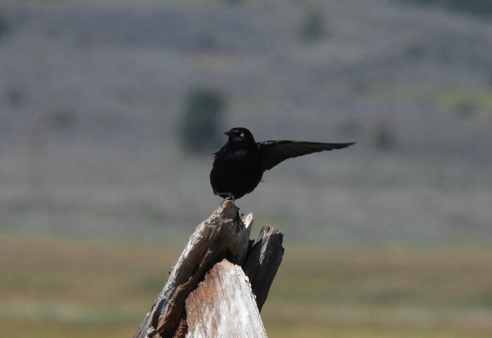 Bird Directing Traffic