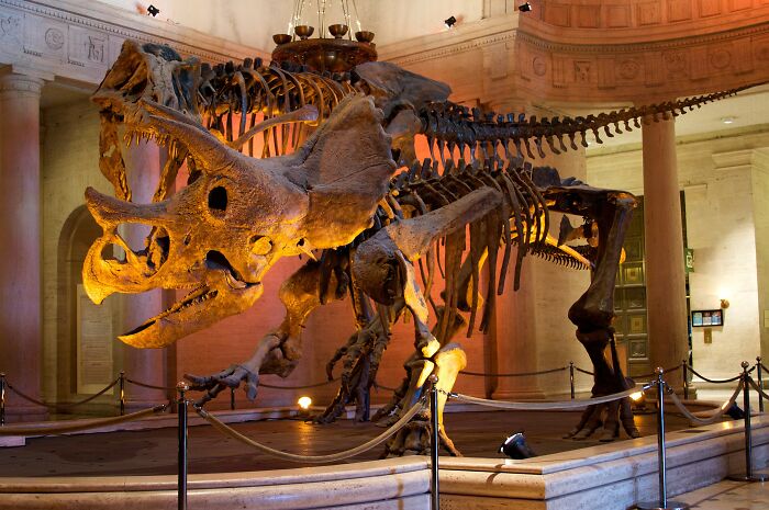 Dinosaur skeleton exhibit displayed in a museum showcasing fossil bones and prehistoric reptile structure.