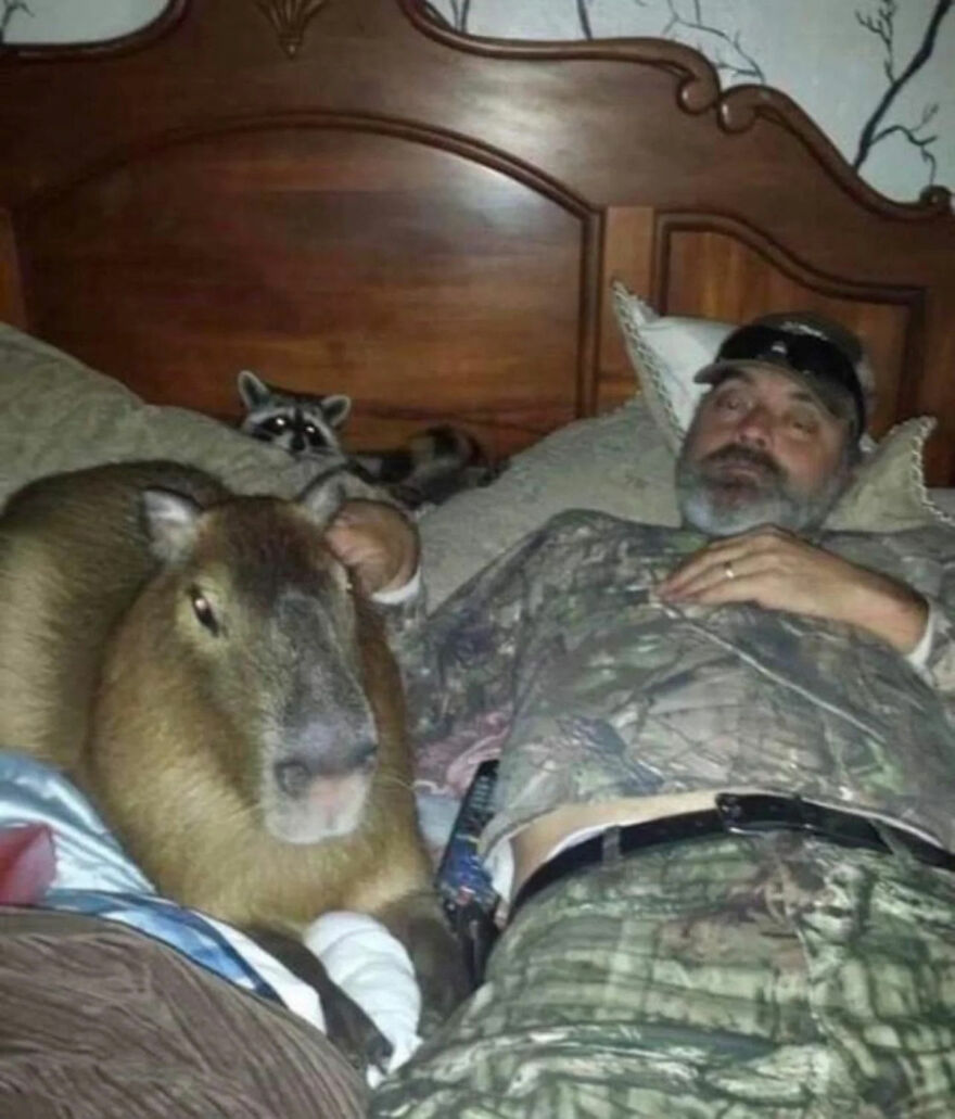 Man in camouflage clothes lying in bed with a capybara and a raccoon, showcasing bizarre yet hilarious moments.