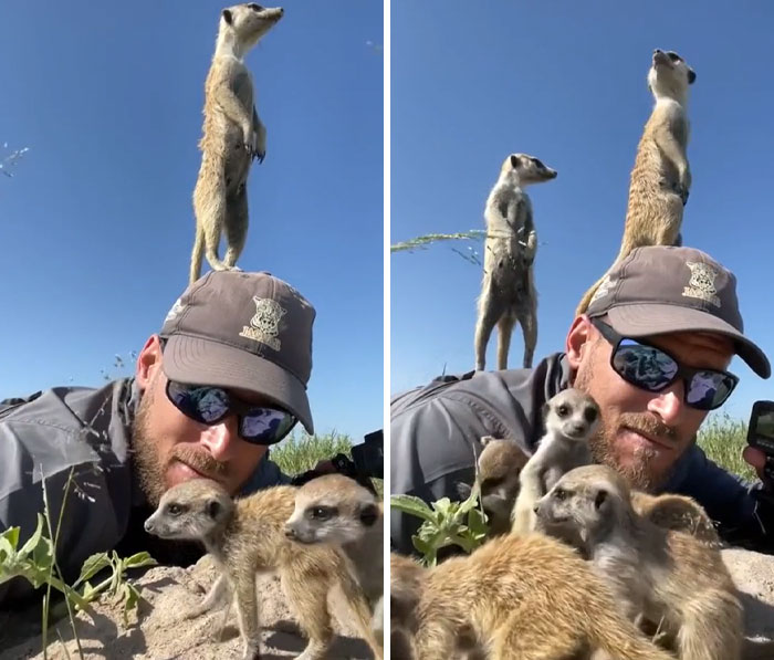 Wildlife photographer surrounded and playfully interrupted by meerkats in a natural outdoor setting.