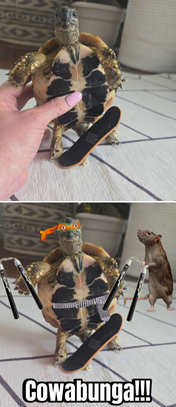 Turtle held by hand on a skateboard, hilariously photoshopped with ninja accessories and a rat for a funny edit.