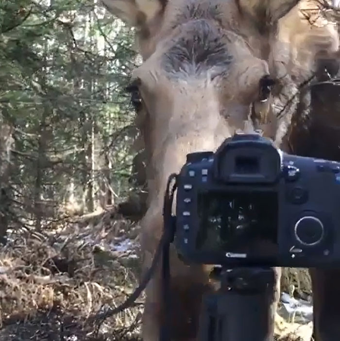 Moose closely inspecting a camera set by wildlife photographers in a forest, showing animals messing with photography equipment.