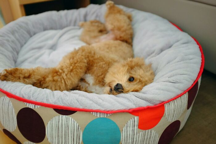 Small curly-haired dog resting comfortably in a colorful bed, capturing a peaceful moment for women over 42.