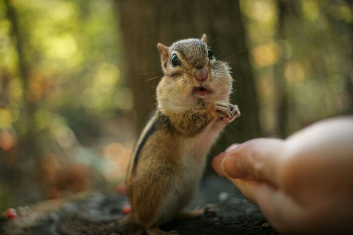 Chipmunk with full cheeks eating from a person's hand in a forest setting, highlighting cultural no no behaviors globally.