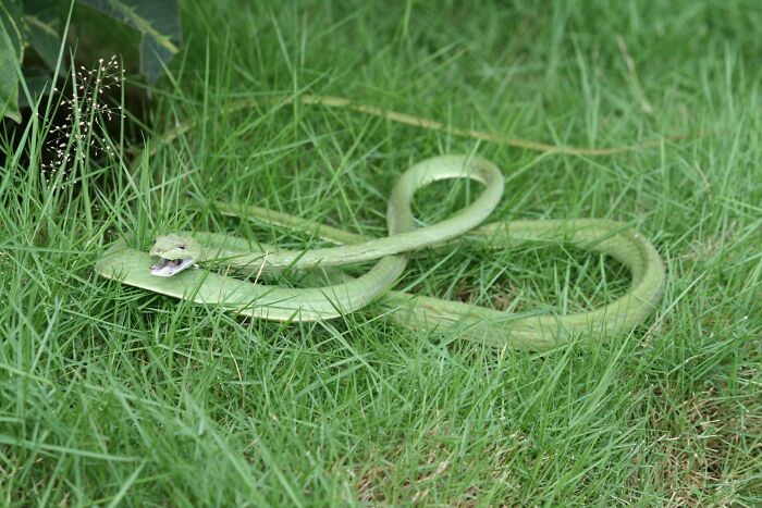 Green snake coiled on grass with mouth open, illustrating a big no no to do in your country involving wildlife safety.
