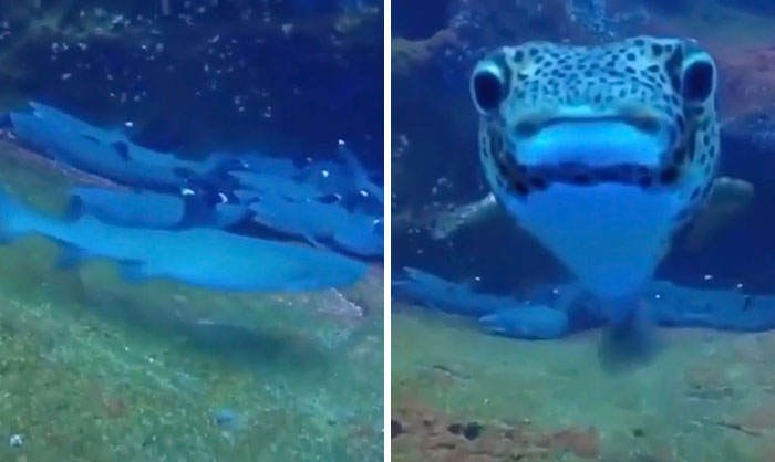 Close-up underwater images of a curious fish approaching, captured by wildlife photographers during nature observation.