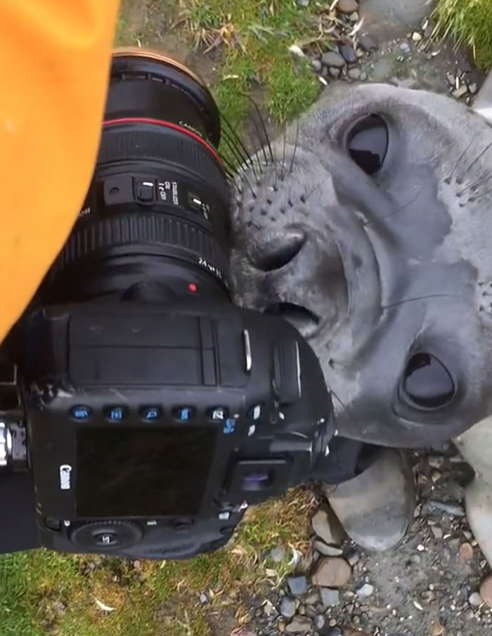 Seal playfully sniffs a wildlife photographer’s camera, showing animals messing with wildlife photographers in nature.